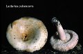 Lactarius pubescens-amf1123